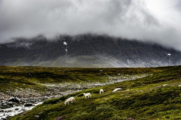 Où apprendre les techniques de fabrication de tapis en Iran?