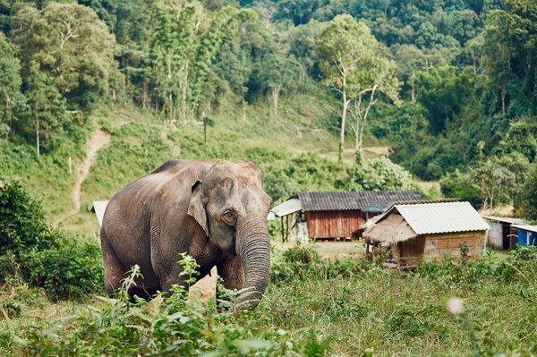 Quels sont les meilleurs spots pour observer les éléphants en liberté au Sri Lanka?