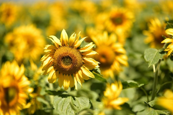 Comment découvrir les traditions de la pêche au saumon en Écosse : rivières et saisons recommandées ?
